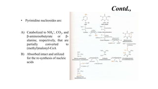 • Pyrimidine nucleosides are:
A) Catabolized to NH4
+, CO2, and
β-aminoisobutyrate or β-
alanine, respectively, that are
partially converted to
(methyl)malonyl-CoA
B) Absorbed intact and utilized
for the re-synthesis of nucleic
acids
Contd.,
 