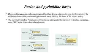 Purine and pyrimidine bases
 Hypoxanthine guanine / adenine phosphoribosyltransferase catalyses the one-step formation of the
nucleotidesfrom either guanine or hypoxanthine, using PRPPas the donor of the ribosyl moiety.
 The enzyme Pyrimidine Phosphoribosyl transferase catalyzes the formation of pyrimidine nucleotide,
using PRPP as the donor of the ribosyl moiety
 
