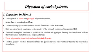 Digestion of carbohydrates
1. Digestion in Mouth
• The digestion of starch and glycogen begins in the mouth.
• α-Amylase is an endoglucosidase.
• The shortened polysaccharide chains that are formed are called α-dextrins.
• Salivary α-amylase is inactivated by the acidity of the stomach contents, which contain HCl.
• Pancreatic α-amylase continues to hydrolyze the starches and glycogen, forming the disaccharide maltose,
the trisaccharide maltotriose, and oligosaccharides.
• These oligosaccharides with branches called limit dextrins.
• The two glucosyl residues that contain the α-1,6 glycosidic bond will eventually become the disaccharide
isomaltose.
 