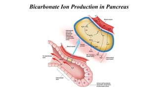 Bicarbonate Ion Production in Pancreas
 