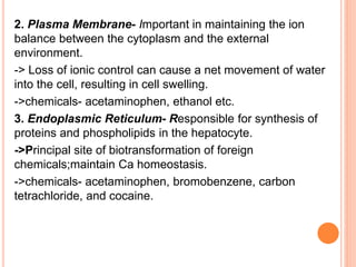 2. Plasma Membrane- Important in maintaining the ion
balance between the cytoplasm and the external
environment.
-> Loss of ionic control can cause a net movement of water
into the cell, resulting in cell swelling.
->chemicals- acetaminophen, ethanol etc.
3. Endoplasmic Reticulum- Responsible for synthesis of
proteins and phospholipids in the hepatocyte.
->Principal site of biotransformation of foreign
chemicals;maintain Ca homeostasis.
->chemicals- acetaminophen, bromobenzene, carbon
tetrachloride, and cocaine.
 
