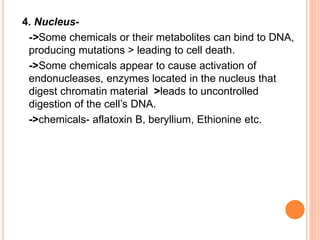 4. Nucleus-
->Some chemicals or their metabolites can bind to DNA,
producing mutations > leading to cell death.
->Some chemicals appear to cause activation of
endonucleases, enzymes located in the nucleus that
digest chromatin material >leads to uncontrolled
digestion of the cell’s DNA.
->chemicals- aflatoxin B, beryllium, Ethionine etc.
 