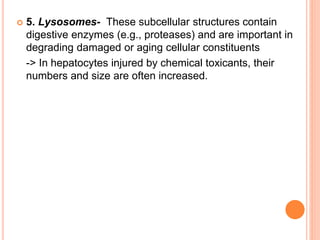  5. Lysosomes- These subcellular structures contain
digestive enzymes (e.g., proteases) and are important in
degrading damaged or aging cellular constituents
-> In hepatocytes injured by chemical toxicants, their
numbers and size are often increased.
 