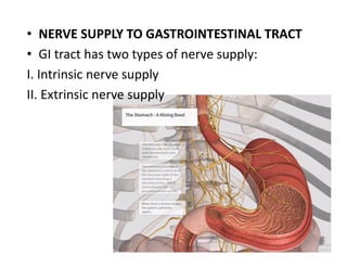 Extrinsic Innervation GIT PDF - Dr NDY for your exams and tests | PDF