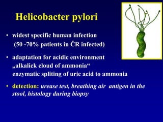 Helicobacter pylori
• widest specific human infection
(50 -70% patients in ČR infected)
• adaptation for acidic environment
„alkalick cloud of ammonia“
enzymatic spliting of uric acid to ammonia
• detection: urease test, breathing air antigen in the
stool, histology during biopsy
 