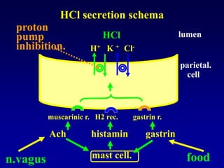 HCl secretion schema
H+ K + Cl-
HCl
muscarinic r. H2 rec. gastrin r.
Ach histamin gastrin
mast cell.n.vagus
parietal.
cell
lumen
food
proton
pump
inhibition.
 