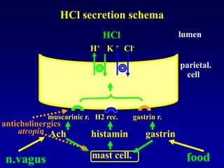 HCl secretion schema
H+ K + Cl-
HCl
muscarinic r. H2 rec. gastrin r.
Ach histamin gastrin
mast cell.n.vagus
parietal.
cell
lumen
food
anticholinergics
atropin
 