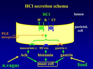 HCl secretion schema
H+ K + Cl-
HCl
muscarinic r. H2 rec. gastrin r.
Ach histamin gastrin
mast celln.vagus
parietal.
cell
lumen
food
PGE
misoprostol
 