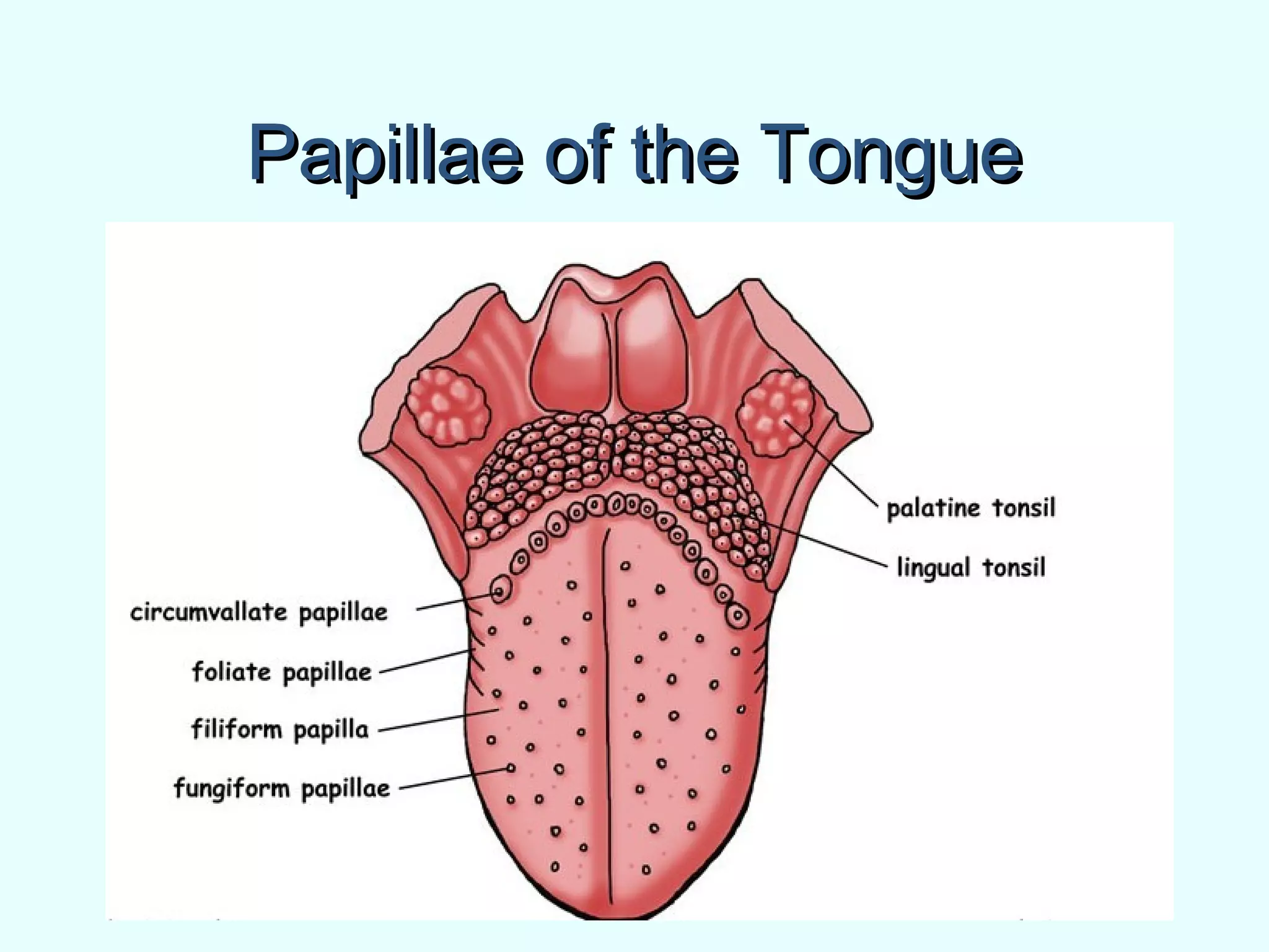 Papillae of the TonguePapillae of the Tongue
 