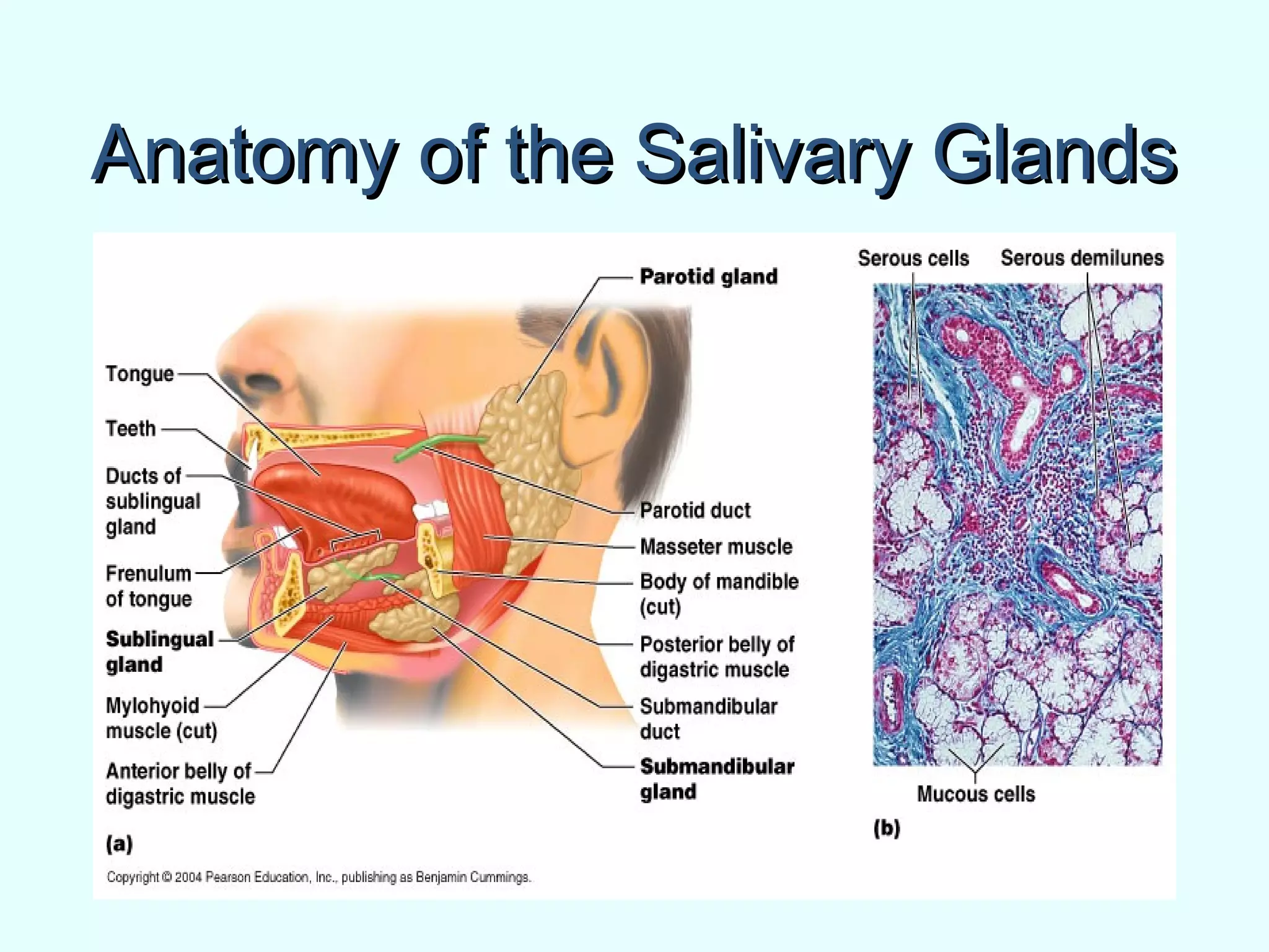 Anatomy of the Salivary GlandsAnatomy of the Salivary Glands
 