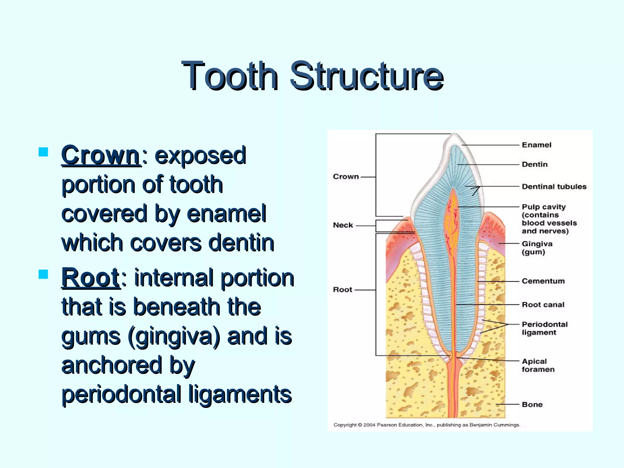 Tooth StructureTooth Structure
 CrownCrown: exposed: exposed
portion of toothportion of tooth
covered by enamelcovered by enamel
which covers dentinwhich covers dentin
 RootRoot: internal portion: internal portion
that is beneath thethat is beneath the
gums (gingiva) and isgums (gingiva) and is
anchored byanchored by
periodontal ligamentsperiodontal ligaments
 