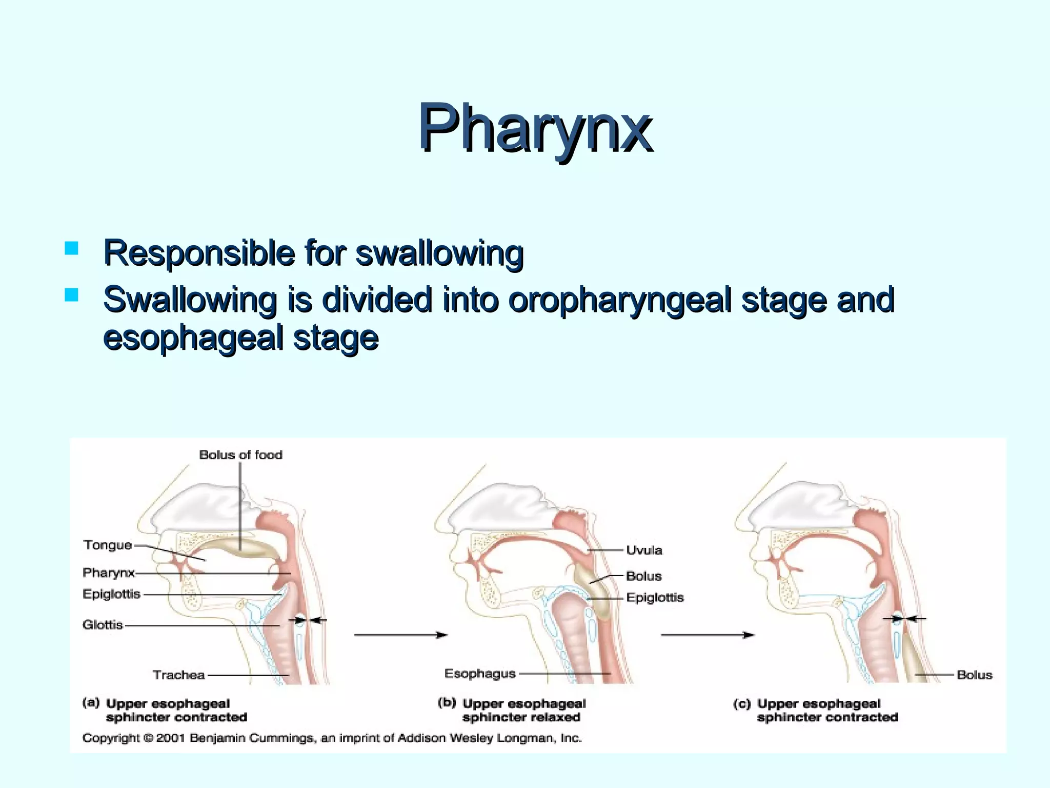 PharynxPharynx
 Responsible for swallowingResponsible for swallowing
 Swallowing is divided into oropharyngeal stage andSwallowing is divided into oropharyngeal stage and
esophageal stageesophageal stage
 