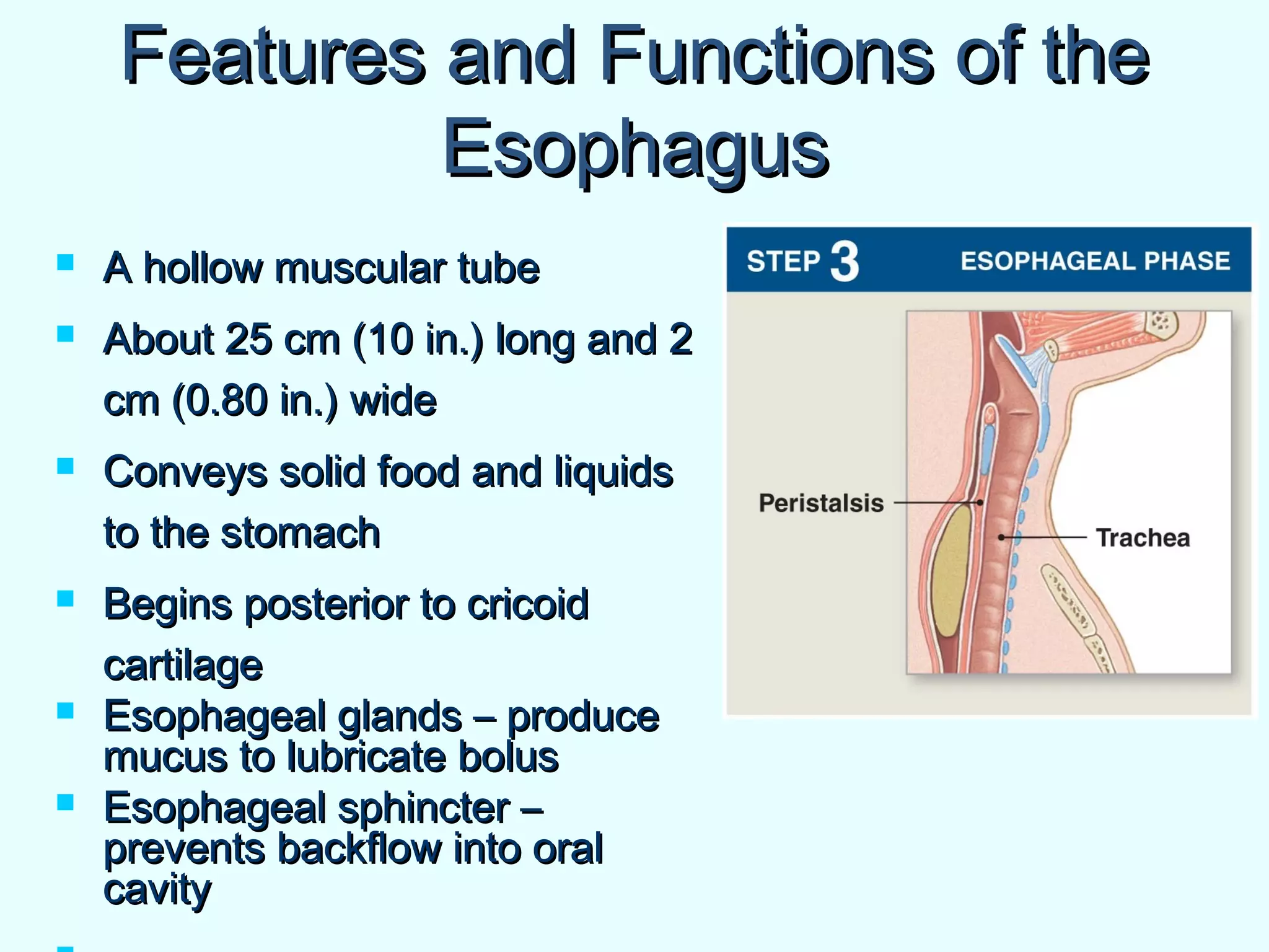 Features and Functions of theFeatures and Functions of the
EsophagusEsophagus
 A hollow muscular tubeA hollow muscular tube
 About 25 cm (10 in.) long and 2About 25 cm (10 in.) long and 2
cm (0.80 in.) widecm (0.80 in.) wide
 Conveys solid food and liquidsConveys solid food and liquids
to the stomachto the stomach
 Begins posterior to cricoidBegins posterior to cricoid
cartilagecartilage
 Esophageal glands – produceEsophageal glands – produce
mucus to lubricate bolusmucus to lubricate bolus
 Esophageal sphincter –Esophageal sphincter –
prevents backflow into oralprevents backflow into oral
cavitycavity
 
