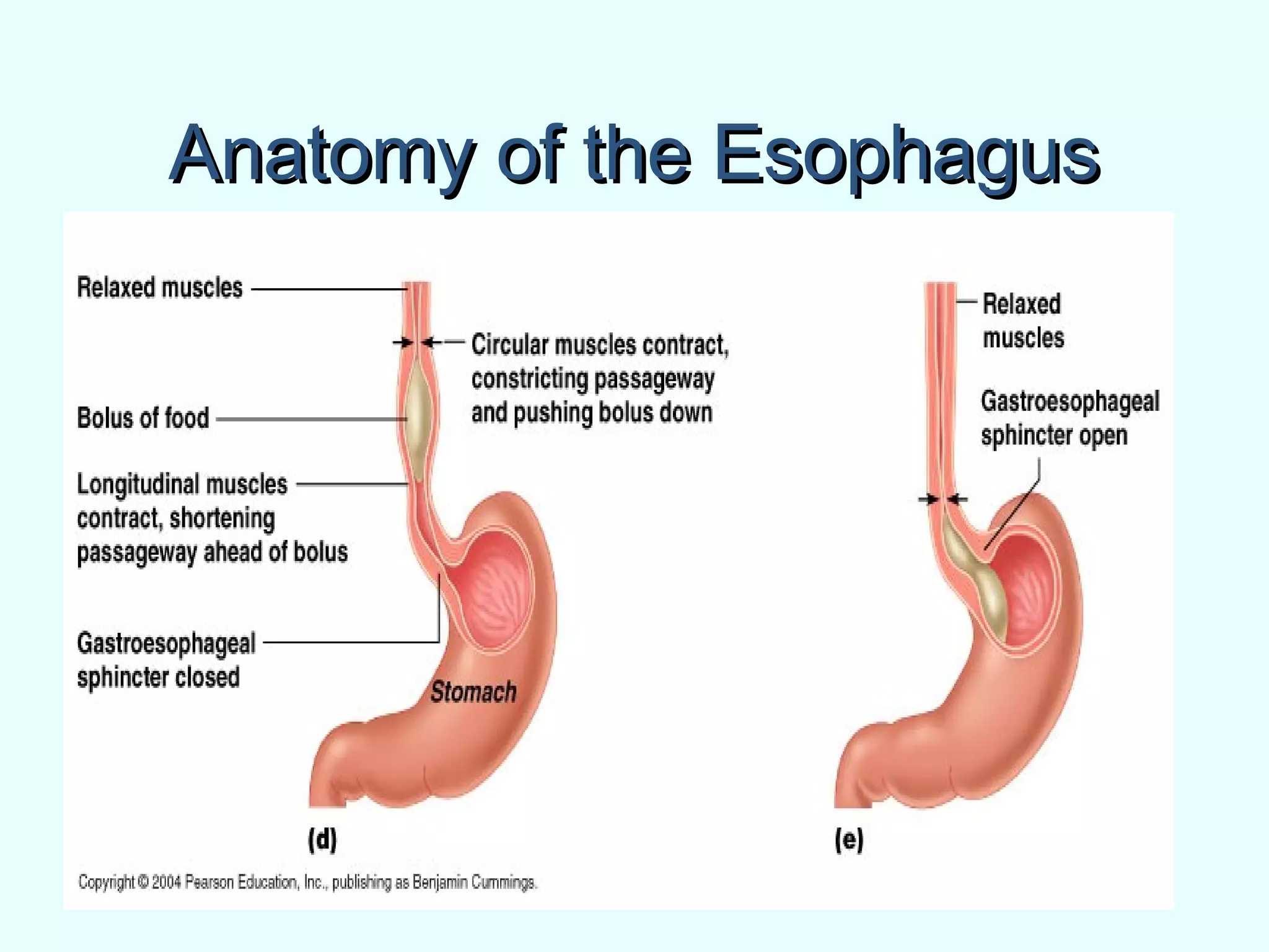 Anatomy of the EsophagusAnatomy of the Esophagus
 