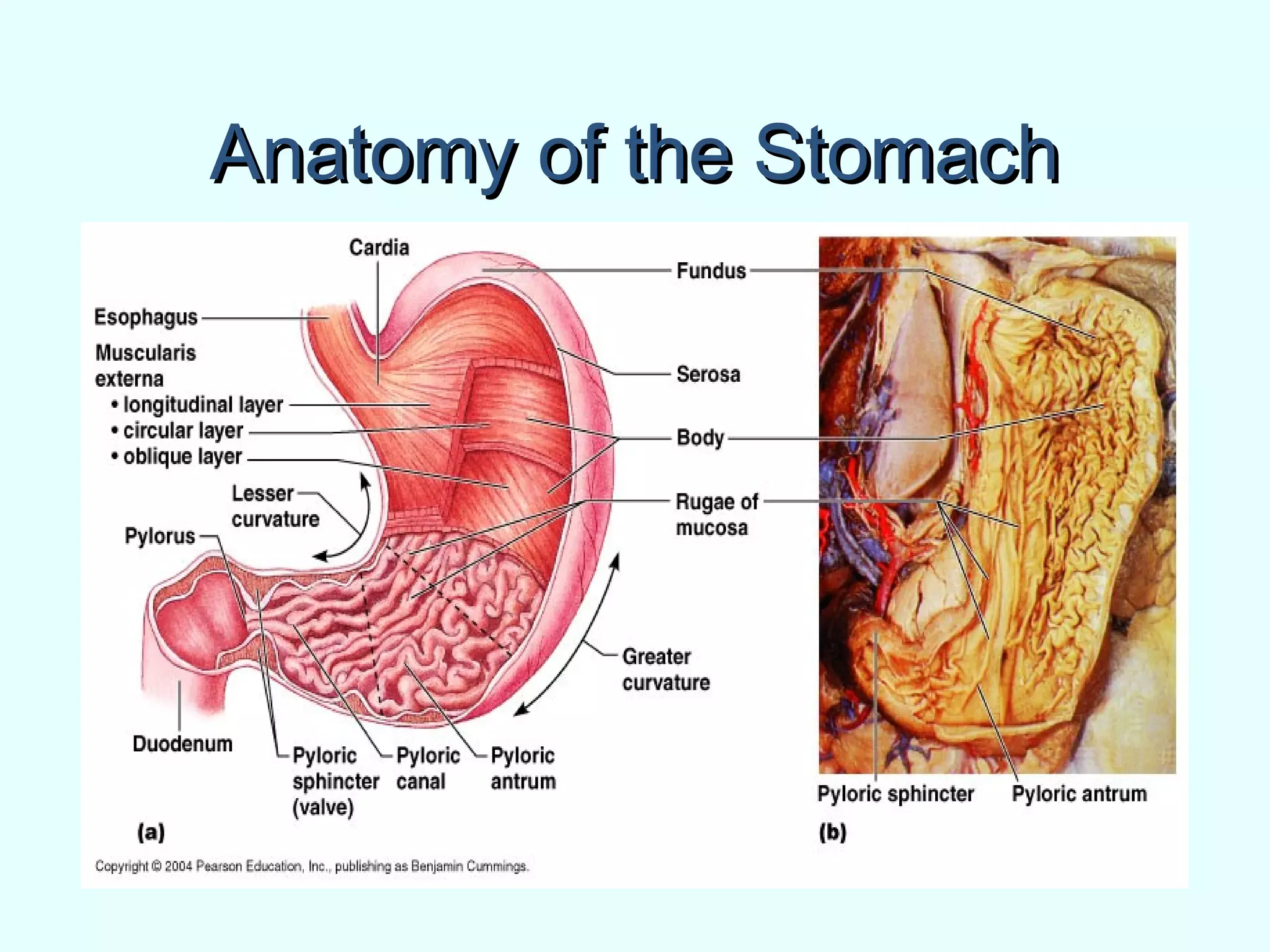 Anatomy of the StomachAnatomy of the Stomach
 