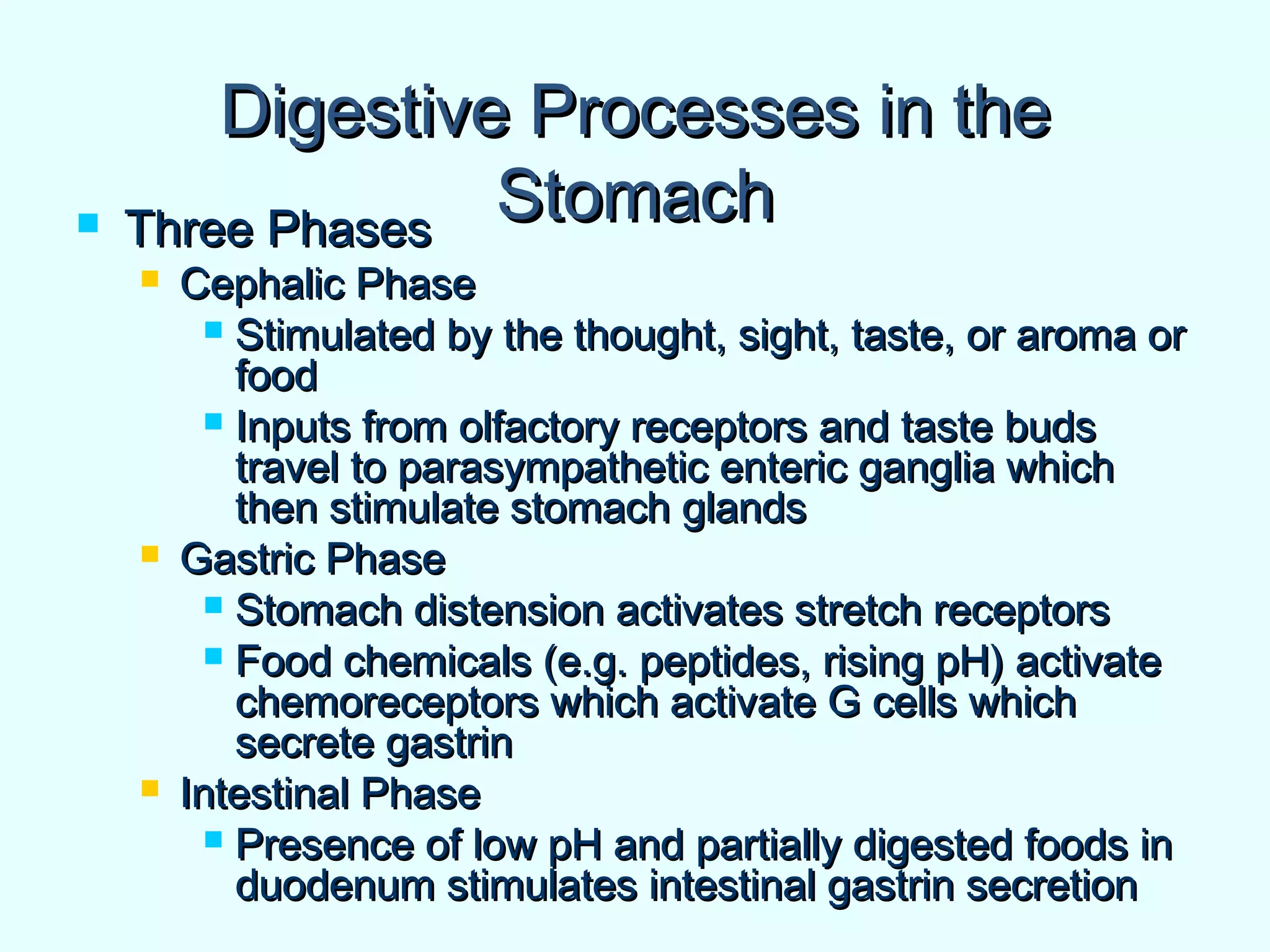 Digestive Processes in theDigestive Processes in the
StomachStomach Three PhasesThree Phases
 Cephalic PhaseCephalic Phase
 Stimulated by the thought, sight, taste, or aroma orStimulated by the thought, sight, taste, or aroma or
foodfood
 Inputs from olfactory receptors and taste budsInputs from olfactory receptors and taste buds
travel to parasympathetic enteric ganglia whichtravel to parasympathetic enteric ganglia which
then stimulate stomach glandsthen stimulate stomach glands
 Gastric PhaseGastric Phase
 Stomach distension activates stretch receptorsStomach distension activates stretch receptors
 Food chemicals (e.g. peptides, rising pH) activateFood chemicals (e.g. peptides, rising pH) activate
chemoreceptors which activate G cells whichchemoreceptors which activate G cells which
secrete gastrinsecrete gastrin
 Intestinal PhaseIntestinal Phase
 Presence of low pH and partially digested foods inPresence of low pH and partially digested foods in
duodenum stimulates intestinal gastrin secretionduodenum stimulates intestinal gastrin secretion
 