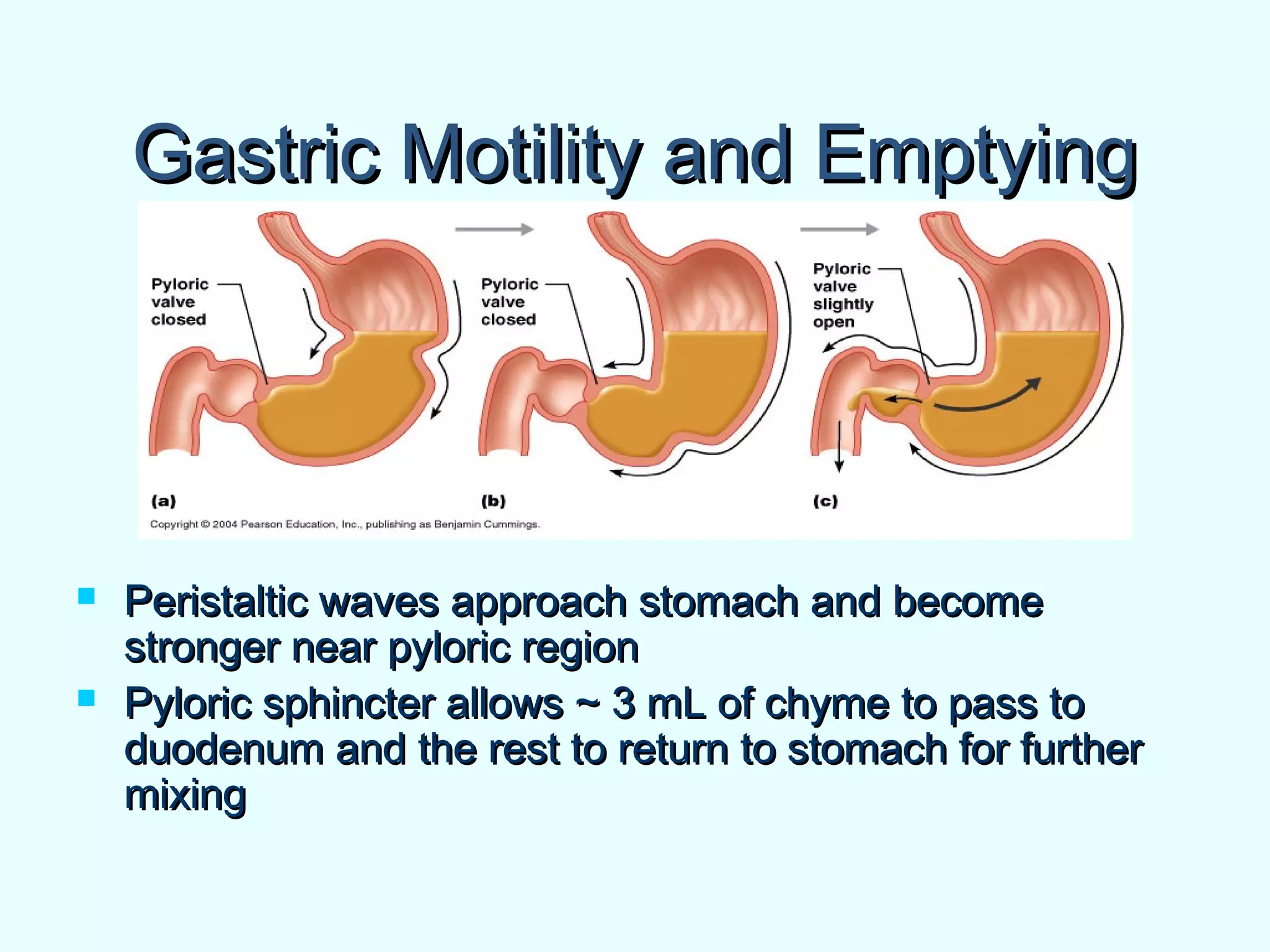 Gastric Motility and EmptyingGastric Motility and Emptying
 Peristaltic waves approach stomach and becomePeristaltic waves approach stomach and become
stronger near pyloric regionstronger near pyloric region
 Pyloric sphincter allows ~ 3 mL of chyme to pass toPyloric sphincter allows ~ 3 mL of chyme to pass to
duodenum and the rest to return to stomach for furtherduodenum and the rest to return to stomach for further
mixingmixing
 