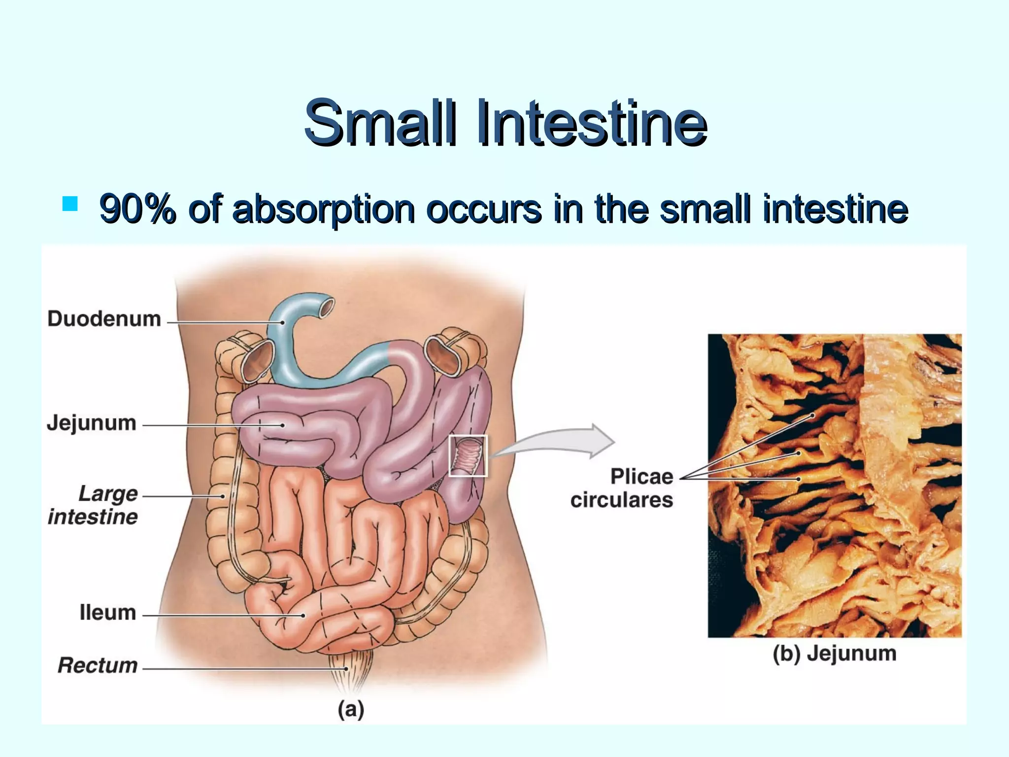 Small IntestineSmall Intestine
 90% of absorption occurs in the small intestine90% of absorption occurs in the small intestine
 