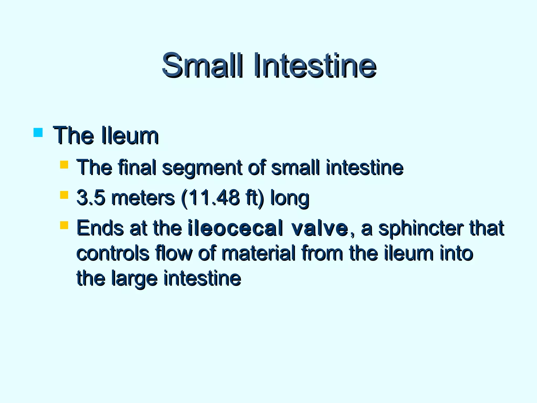 Small IntestineSmall Intestine
 The IleumThe Ileum
 The final segment of small intestineThe final segment of small intestine
 3.5 meters (11.48 ft) long3.5 meters (11.48 ft) long
 Ends at theEnds at the ileocecal valveileocecal valve, a sphincter that, a sphincter that
controls flow of material from the ileum intocontrols flow of material from the ileum into
the large intestinethe large intestine
 