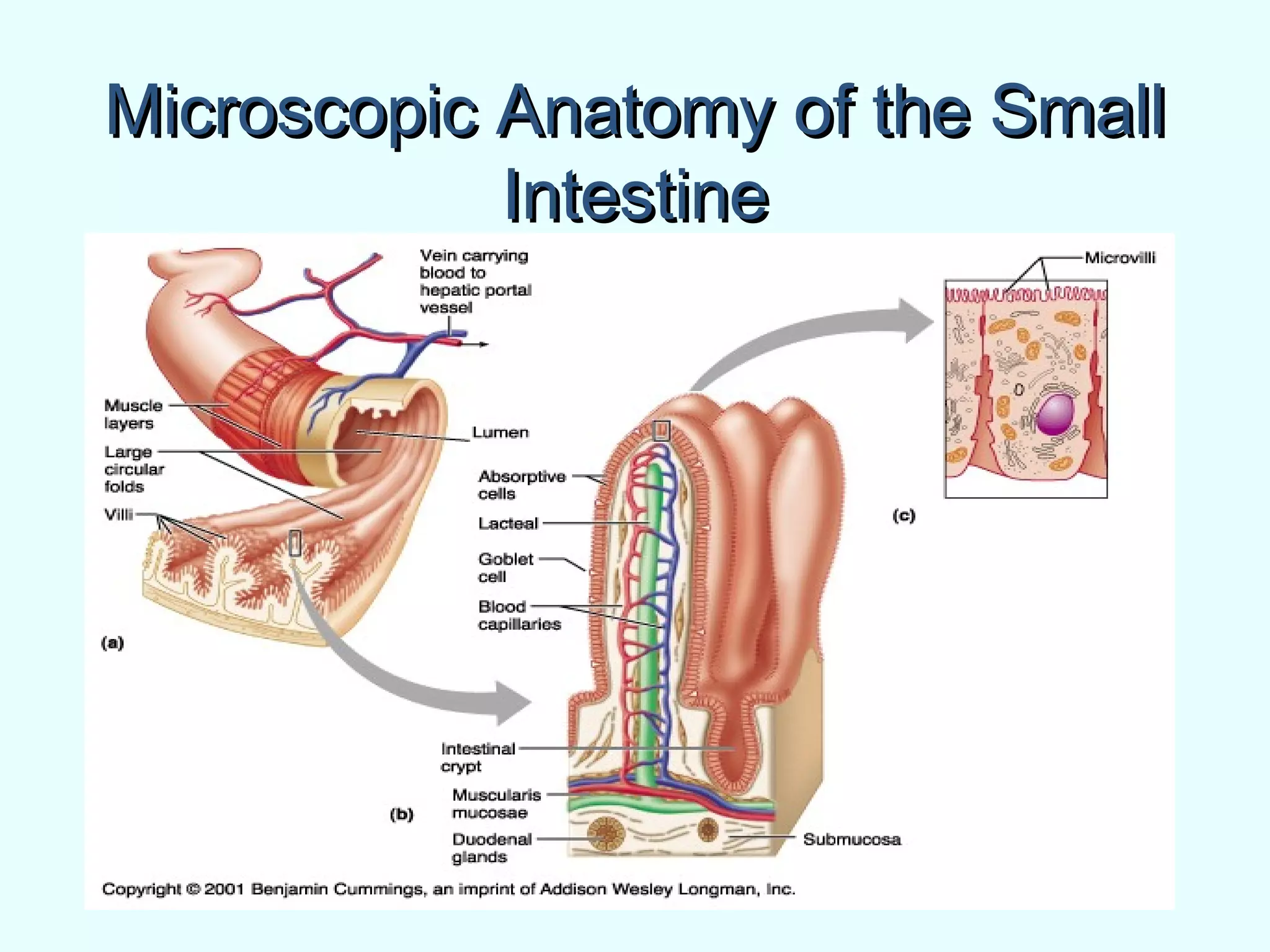 Microscopic Anatomy of the SmallMicroscopic Anatomy of the Small
IntestineIntestine
 