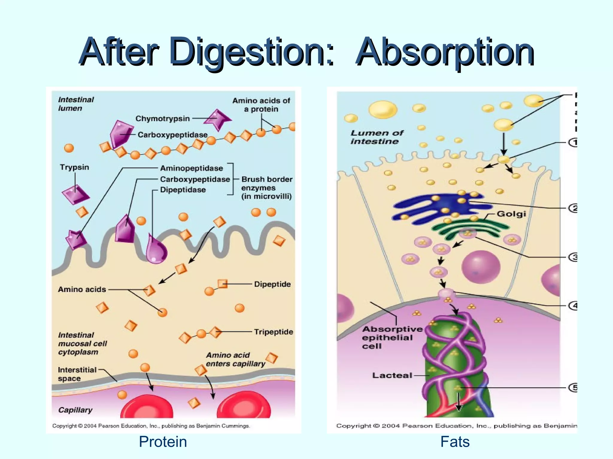 After Digestion: AbsorptionAfter Digestion: Absorption
Protein Fats
 