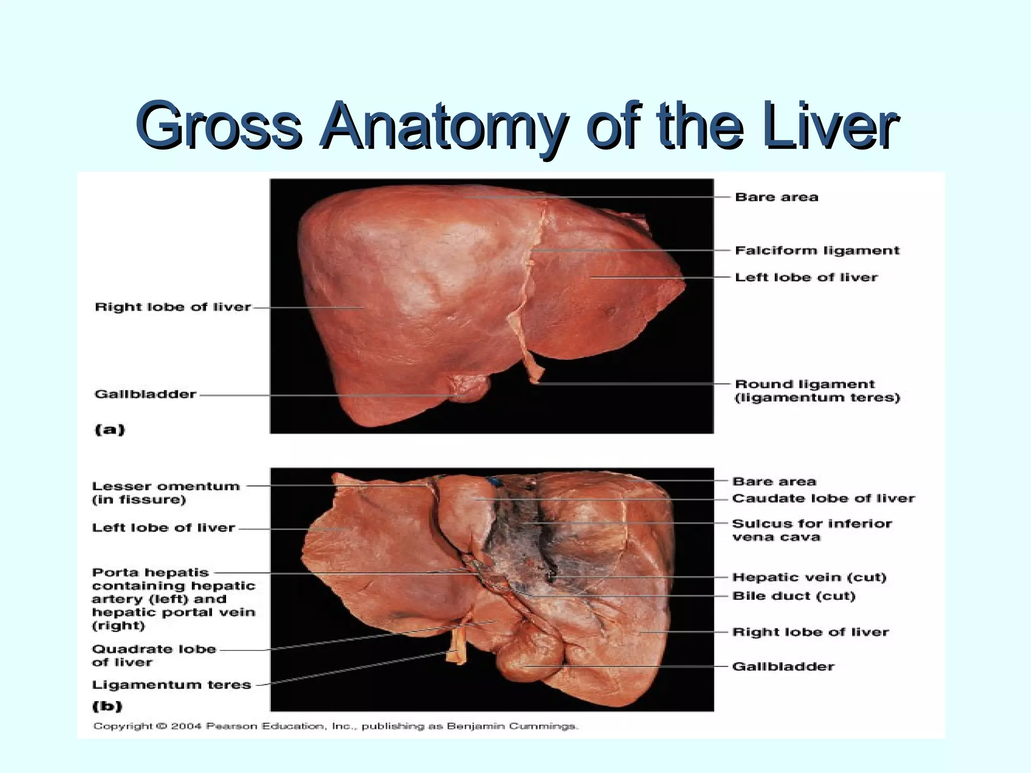 Gross Anatomy of the LiverGross Anatomy of the Liver
 
