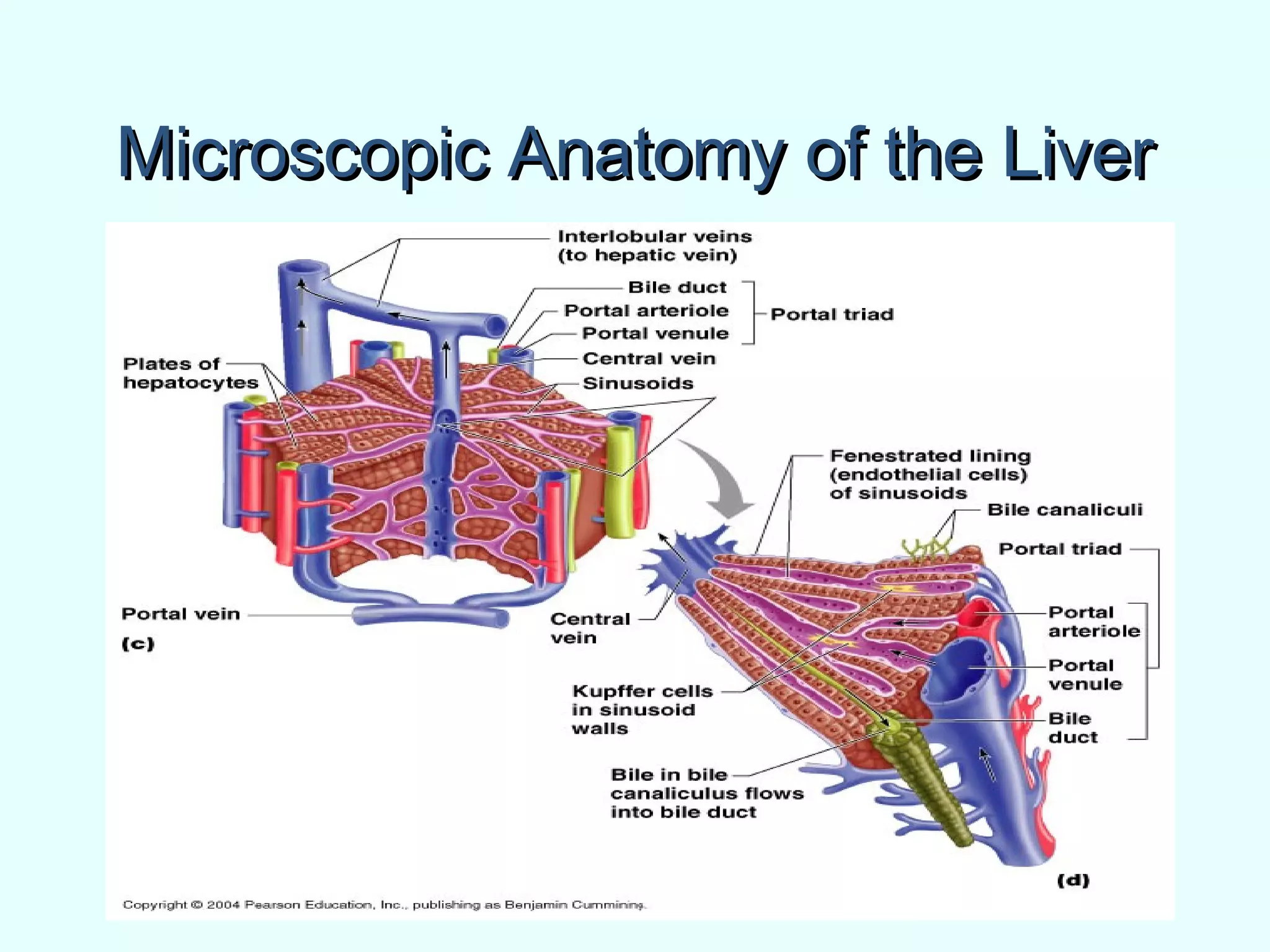 Microscopic Anatomy of the LiverMicroscopic Anatomy of the Liver
 