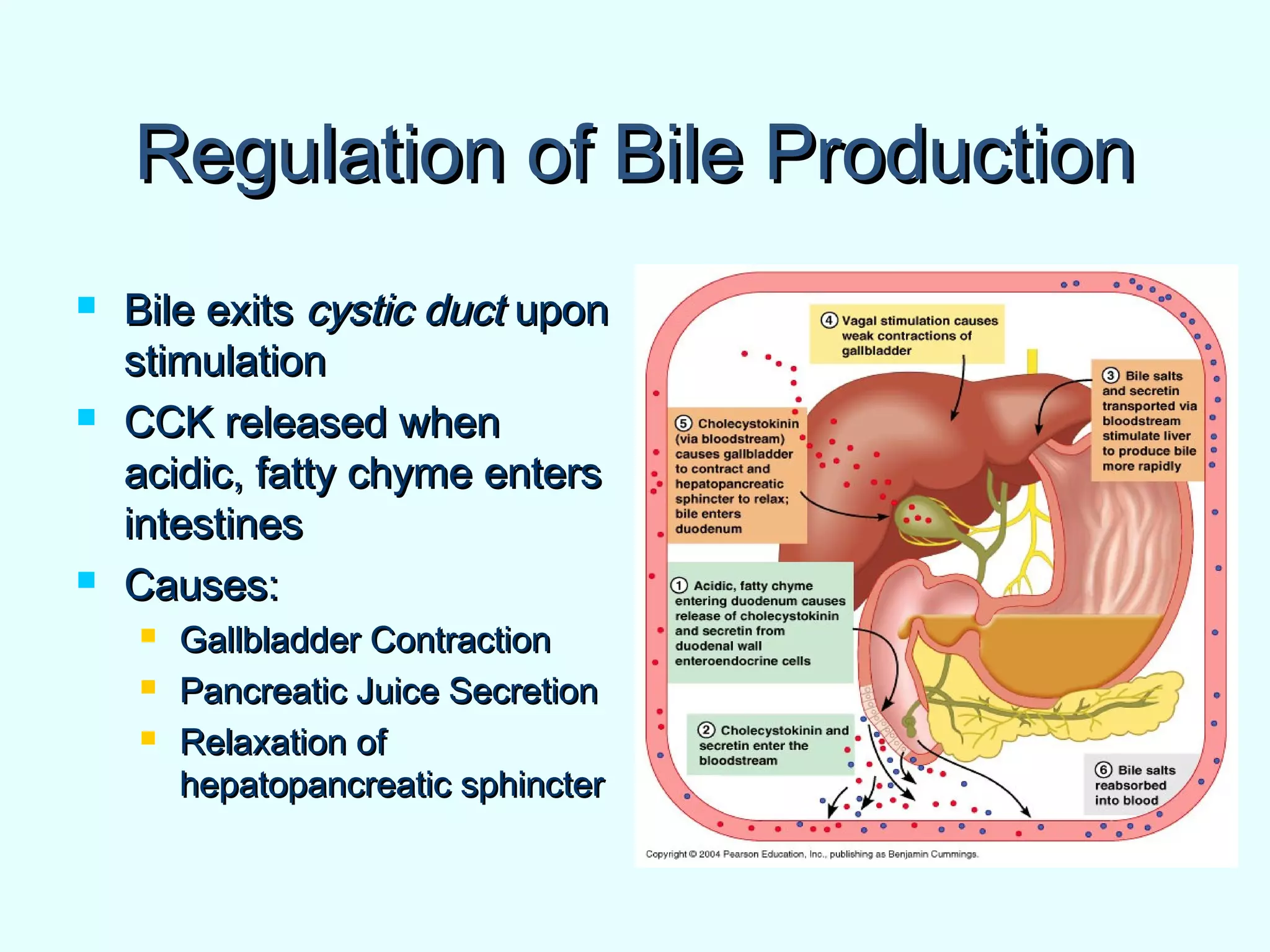 Regulation of Bile ProductionRegulation of Bile Production
 Bile exitsBile exits cystic ductcystic duct uponupon
stimulationstimulation
 CCK released whenCCK released when
acidic, fatty chyme entersacidic, fatty chyme enters
intestinesintestines
 Causes:Causes:
 Gallbladder ContractionGallbladder Contraction
 Pancreatic Juice SecretionPancreatic Juice Secretion
 Relaxation ofRelaxation of
hepatopancreatic sphincterhepatopancreatic sphincter
 