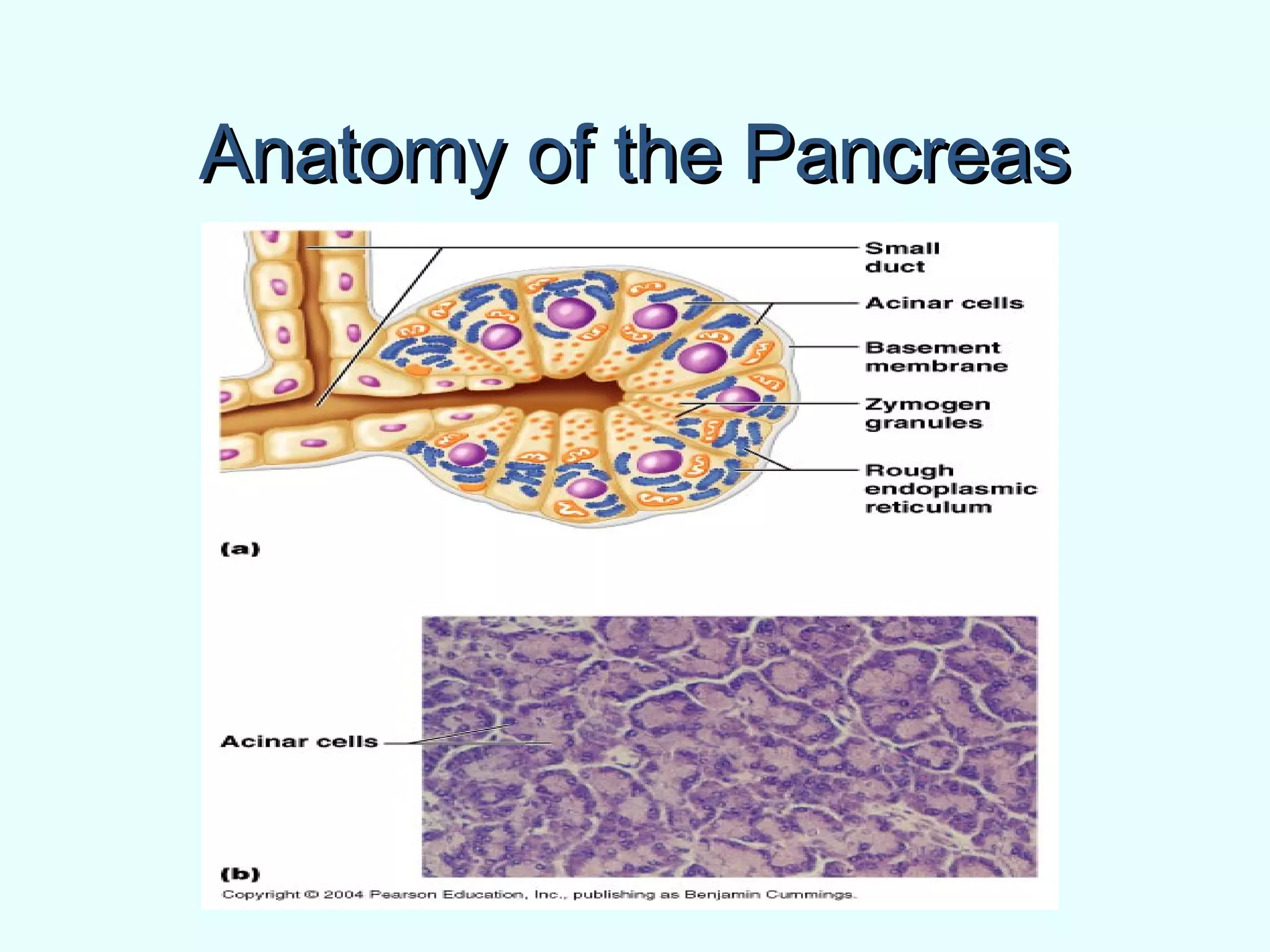 Anatomy of the PancreasAnatomy of the Pancreas
 