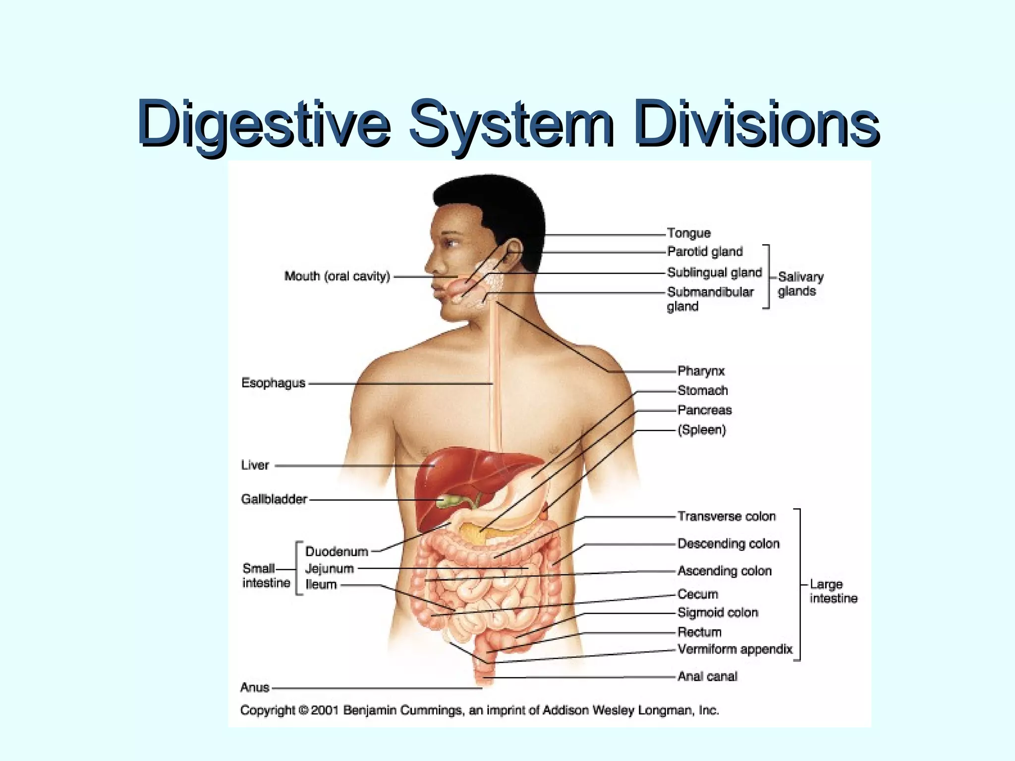 Digestive System DivisionsDigestive System Divisions
 