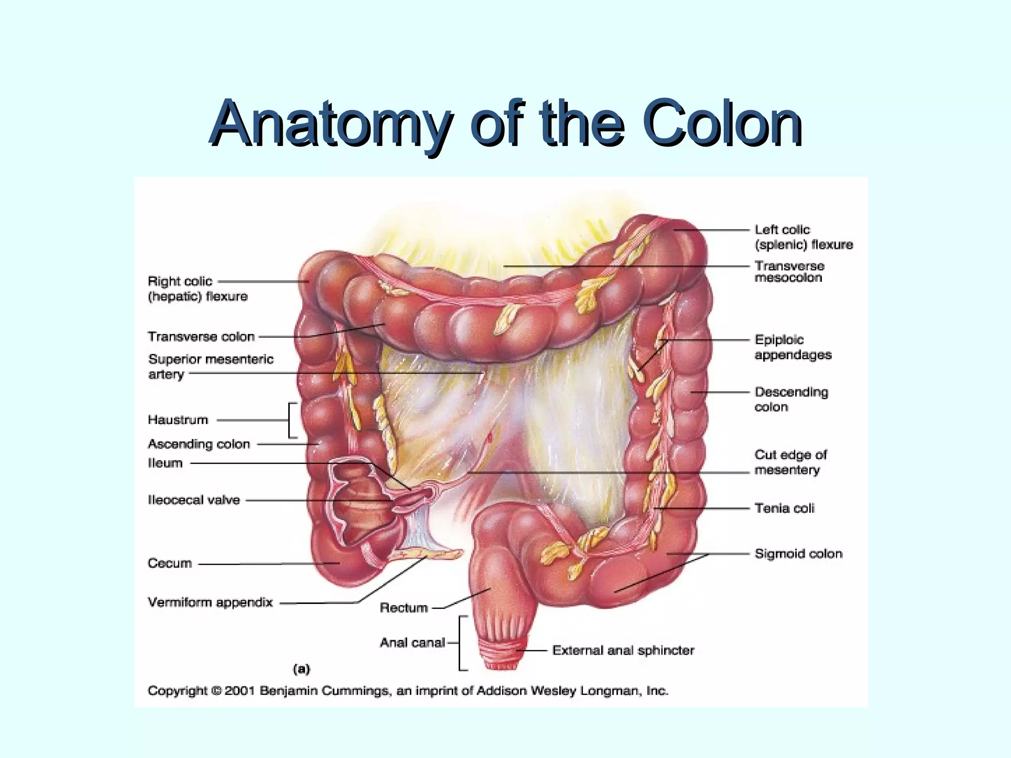 Anatomy of the ColonAnatomy of the Colon
 
