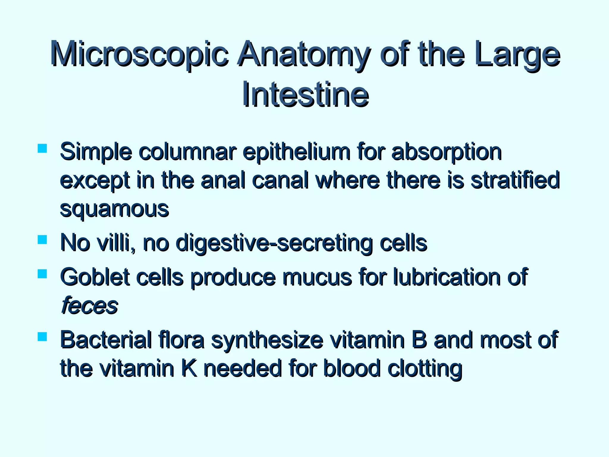Microscopic Anatomy of the LargeMicroscopic Anatomy of the Large
IntestineIntestine
 Simple columnar epithelium for absorptionSimple columnar epithelium for absorption
except in the anal canal where there is stratifiedexcept in the anal canal where there is stratified
squamoussquamous
 No villi, no digestive-secreting cellsNo villi, no digestive-secreting cells
 Goblet cells produce mucus for lubrication ofGoblet cells produce mucus for lubrication of
fecesfeces
 Bacterial flora synthesize vitamin B and most ofBacterial flora synthesize vitamin B and most of
the vitamin K needed for blood clottingthe vitamin K needed for blood clotting
 