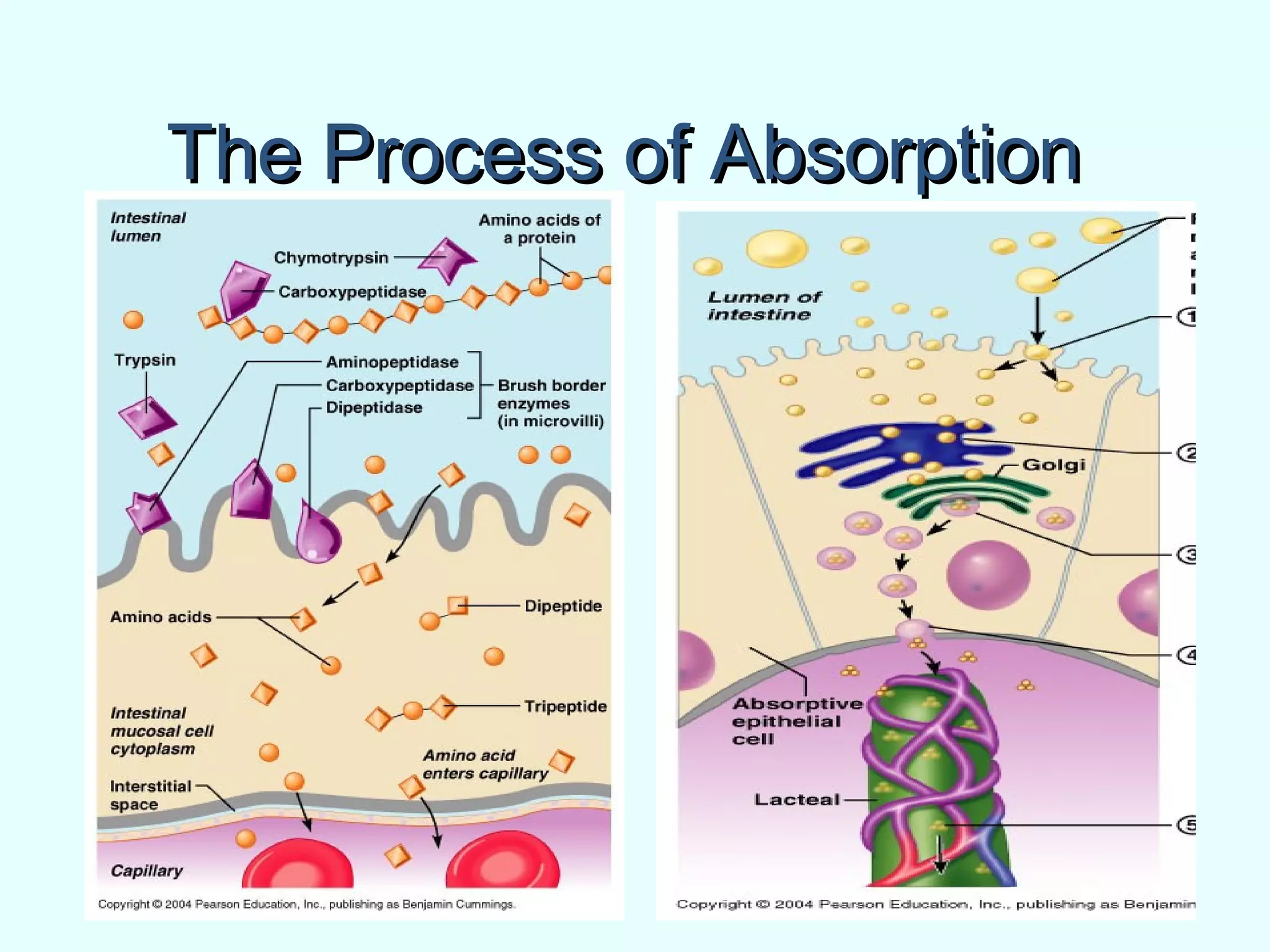 The Process of AbsorptionThe Process of Absorption
 