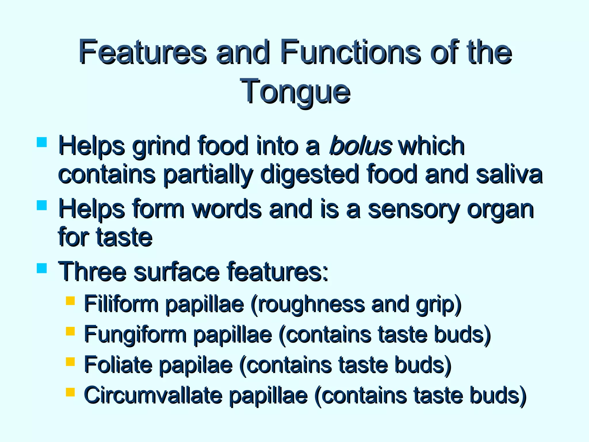 Features and Functions of theFeatures and Functions of the
TongueTongue
 Helps grind food into aHelps grind food into a bolusbolus whichwhich
contains partially digested food and salivacontains partially digested food and saliva
 Helps form words and is a sensory organHelps form words and is a sensory organ
for tastefor taste
 Three surface features:Three surface features:
 Filiform papillae (roughness and grip)Filiform papillae (roughness and grip)
 Fungiform papillae (contains taste buds)Fungiform papillae (contains taste buds)
 Foliate papilae (contains taste buds)Foliate papilae (contains taste buds)
 Circumvallate papillae (contains taste buds)Circumvallate papillae (contains taste buds)
 