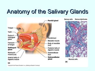 Anatomy of the Salivary GlandsAnatomy of the Salivary Glands
 