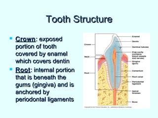 Tooth StructureTooth Structure
 CrownCrown: exposed: exposed
portion of toothportion of tooth
covered by enamelcovered by enamel
which covers dentinwhich covers dentin
 RootRoot: internal portion: internal portion
that is beneath thethat is beneath the
gums (gingiva) and isgums (gingiva) and is
anchored byanchored by
periodontal ligamentsperiodontal ligaments
 
