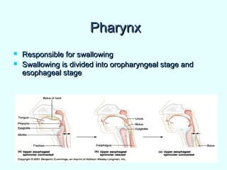 PharynxPharynx
 Responsible for swallowingResponsible for swallowing
 Swallowing is divided into oropharyngeal stage andSwallowing is divided into oropharyngeal stage and
esophageal stageesophageal stage
 