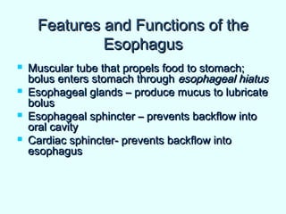 Features and Functions of theFeatures and Functions of the
EsophagusEsophagus
 Muscular tube that propels food to stomach;Muscular tube that propels food to stomach;
bolus enters stomach throughbolus enters stomach through esophageal hiatusesophageal hiatus
 Esophageal glands – produce mucus to lubricateEsophageal glands – produce mucus to lubricate
bolusbolus
 Esophageal sphincter – prevents backflow intoEsophageal sphincter – prevents backflow into
oral cavityoral cavity
 Cardiac sphincter- prevents backflow intoCardiac sphincter- prevents backflow into
esophagusesophagus
 