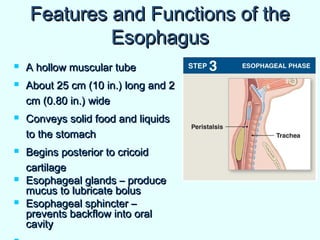 Features and Functions of theFeatures and Functions of the
EsophagusEsophagus
 A hollow muscular tubeA hollow muscular tube
 About 25 cm (10 in.) long and 2About 25 cm (10 in.) long and 2
cm (0.80 in.) widecm (0.80 in.) wide
 Conveys solid food and liquidsConveys solid food and liquids
to the stomachto the stomach
 Begins posterior to cricoidBegins posterior to cricoid
cartilagecartilage
 Esophageal glands – produceEsophageal glands – produce
mucus to lubricate bolusmucus to lubricate bolus
 Esophageal sphincter –Esophageal sphincter –
prevents backflow into oralprevents backflow into oral
cavitycavity
 
