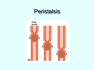 PeristalsisPeristalsis
 