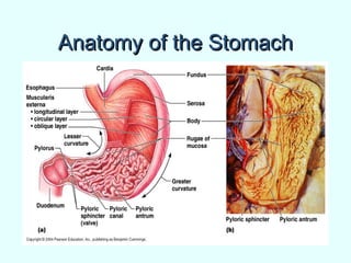 Anatomy of the StomachAnatomy of the Stomach
 