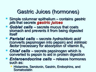 Gastric Juices (hormones)Gastric Juices (hormones)
 Simple columnar epithelium – containsSimple columnar epithelium – contains gastricgastric
pitspits that secretethat secrete gastric juicesgastric juices
 Goblet cellsGoblet cells – secrete mucus that coats– secrete mucus that coats
stomach and prevents it from being digestedstomach and prevents it from being digested
itselfitself
 Parietal cellsParietal cells – secrete– secrete hydrochloric acidhydrochloric acid
(converts pepsinogen into pepsin) and(converts pepsinogen into pepsin) and intrinsicintrinsic
factorfactor (necessary for absorption of vitamin B(necessary for absorption of vitamin B12)12)
 Chief cellsChief cells – secrete pepsinogen which is– secrete pepsinogen which is
converted to pepsin to aid in protein digestionconverted to pepsin to aid in protein digestion
 Enteroendocrine cellsEnteroendocrine cells – release hormones– release hormones
such as:such as:
 Histamine, Serotonin, Gastrin, Endorphins, andHistamine, Serotonin, Gastrin, Endorphins, and
SomatostatinSomatostatin
 