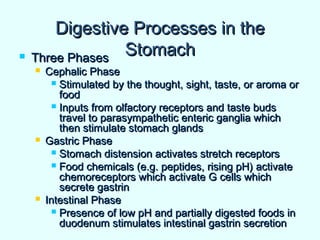 Digestive Processes in theDigestive Processes in the
StomachStomach Three PhasesThree Phases
 Cephalic PhaseCephalic Phase
 Stimulated by the thought, sight, taste, or aroma orStimulated by the thought, sight, taste, or aroma or
foodfood
 Inputs from olfactory receptors and taste budsInputs from olfactory receptors and taste buds
travel to parasympathetic enteric ganglia whichtravel to parasympathetic enteric ganglia which
then stimulate stomach glandsthen stimulate stomach glands
 Gastric PhaseGastric Phase
 Stomach distension activates stretch receptorsStomach distension activates stretch receptors
 Food chemicals (e.g. peptides, rising pH) activateFood chemicals (e.g. peptides, rising pH) activate
chemoreceptors which activate G cells whichchemoreceptors which activate G cells which
secrete gastrinsecrete gastrin
 Intestinal PhaseIntestinal Phase
 Presence of low pH and partially digested foods inPresence of low pH and partially digested foods in
duodenum stimulates intestinal gastrin secretionduodenum stimulates intestinal gastrin secretion
 