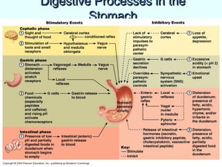 Digestive Processes in theDigestive Processes in the
StomachStomach
 
