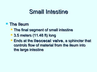 Small IntestineSmall Intestine
 The IleumThe Ileum
 The final segment of small intestineThe final segment of small intestine
 3.5 meters (11.48 ft) long3.5 meters (11.48 ft) long
 Ends at theEnds at the ileocecal valveileocecal valve, a sphincter that, a sphincter that
controls flow of material from the ileum intocontrols flow of material from the ileum into
the large intestinethe large intestine
 