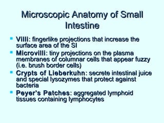 Microscopic Anatomy of SmallMicroscopic Anatomy of Small
IntestineIntestine
 VilliVilli: fingerlike projections that increase the: fingerlike projections that increase the
surface area of the SIsurface area of the SI
 MicrovilliMicrovilli: tiny projections on the plasma: tiny projections on the plasma
membranes of columnar cells that appear fuzzymembranes of columnar cells that appear fuzzy
(i.e. brush border cells)(i.e. brush border cells)
 Crypts of LieberkuhnCrypts of Lieberkuhn : secrete intestinal juice: secrete intestinal juice
and special lysozymes that protect againstand special lysozymes that protect against
bacteriabacteria
 Peyer’s PatchesPeyer’s Patches: aggregated lymphoid: aggregated lymphoid
tissues containing lymphocytestissues containing lymphocytes
 