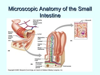 Microscopic Anatomy of the SmallMicroscopic Anatomy of the Small
IntestineIntestine
 