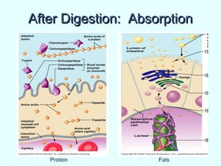 After Digestion: AbsorptionAfter Digestion: Absorption
Protein Fats
 