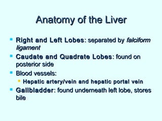 Anatomy of the LiverAnatomy of the Liver
 Right and Left LobesRight and Left Lobes : separated by: separated by falciformfalciform
ligamentligament
 Caudate and Quadrate LobesCaudate and Quadrate Lobes : found on: found on
posterior sideposterior side
 Blood vessels:Blood vessels:
 Hepatic artery/vein and hepatic portal veinHepatic artery/vein and hepatic portal vein
 GallbladderGallbladder: found underneath left lobe, stores: found underneath left lobe, stores
bilebile
 