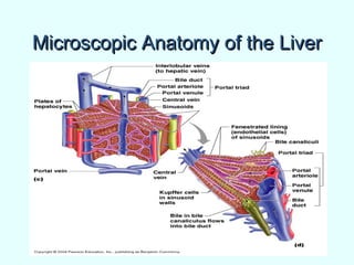 Microscopic Anatomy of the LiverMicroscopic Anatomy of the Liver
 